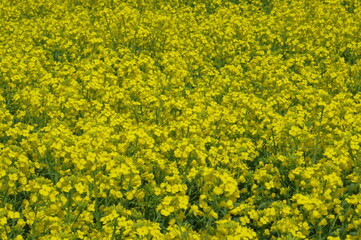Obraz premium まるで黄色い絨毯のような菜の花畑