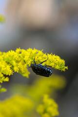 Nahaufnahme eines Rosenkäfers auf einer Wiesenpflanze.