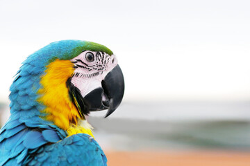 blue and yellow macaw parrot closeup