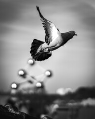 Black and white shot of a pigeon flying off from a roof. The Atomium building attraction in...