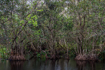 Largest remaining tract of ancient bald cypress in the world