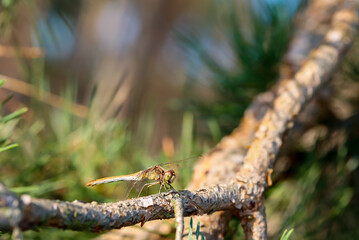 Portrait einer Libelle im Sommer in der freien Natur.
