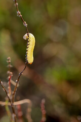 Die gelbe Raupe oder die Larve einer Blattwespe an einer Wiesenpflanze.
