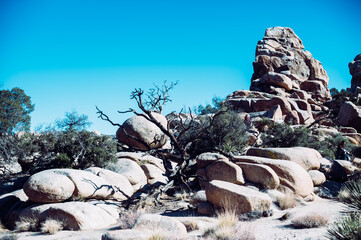 Joshua Tree National Park