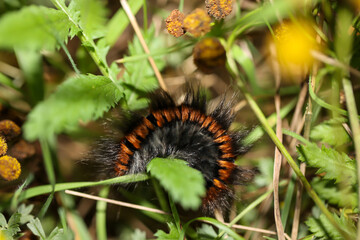 Die Raupe eines Bromebeerespinners im Gras, Gestrüpp.

