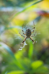 Eine Wespenspinne in ihrem Netz inmitten einer Wiese.
