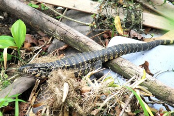 lagarto teiú - tupinambis