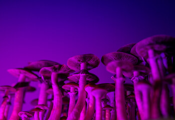 growing magic mushrooms Psilocybe cubensis