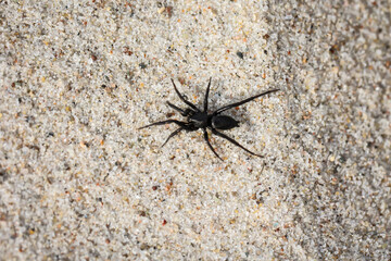 Eine kleine dunkle Spinne läuft über den Ostseesand.
