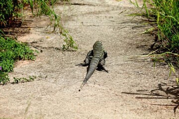 lagarto teiú - tupinambis