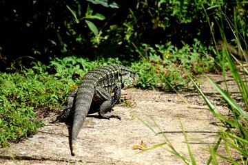 lagarto teiú - tupinambis