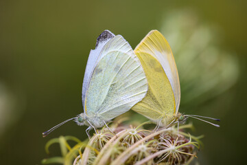 Ein P&auml;rchen Kohlwei&szlig;linge bei der Paarung auf einer Pflanze.