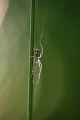 Eine kleine Spinne, Kreuzspinne in ihrem Netz an einer Pflanze.
