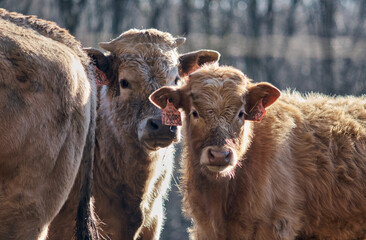 Fototapeta premium Two cute calves on a cold winter morning, sun rays warming them up.