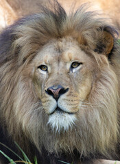 Lion Portrait