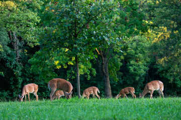 A herd of White-tailed deer grazing in the park with fawns