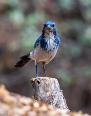 Scrub Jay bird