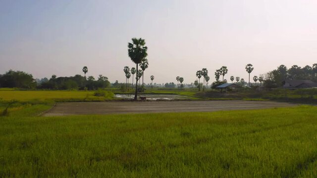 Aerial top view of Dong Tan trees in green rice field in national park at sunset in Sam Khok district in rural area, Pathum Thani, Thailand. Nature landscape tourist attraction in travel trip concept.