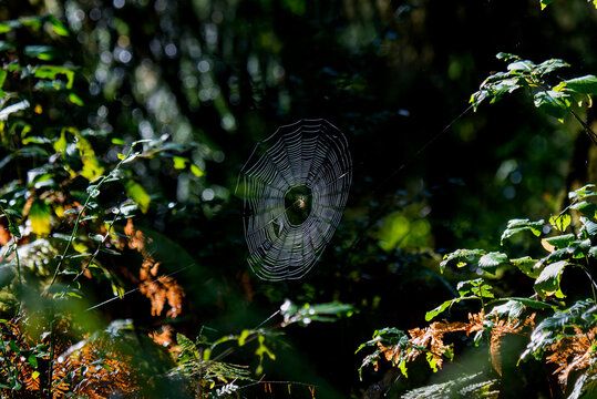 Orb weaver spider in large web in the rain forest