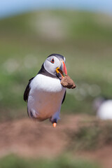 Puffin nest building with rock