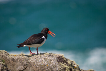 Oystercatcher alert call posing