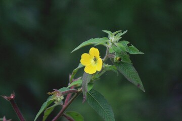 planta flor ludwigia grandiflora – cruz de malta 