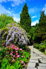 Wisteria floribunda, kwitnąca wisteria, glicynia w ogrodzie, ogród japoński, japanese garden