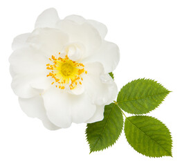 Isolated single white rose flowers on white background. Bud and leaf of tender wjite rose flower isolated on white. Tea rose. Aroma rose flowers