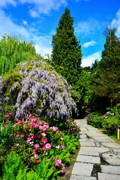 Wisteria floribunda, kwitnąca wisteria, glicynia w ogrodzie, ogr&oacute;d japoński, japanese garden