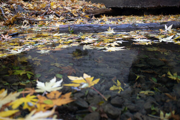 Fototapeta na wymiar autumn leaves on the water