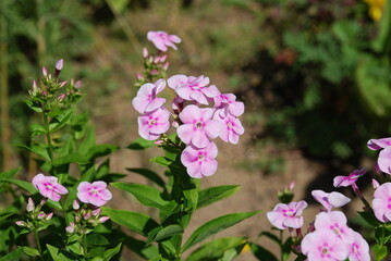 Phlox is soft pink in color. On thin tall long stems grow pale pink small flowers with five petals. Some of the flowers are still closed in buds, some have already blossomed.