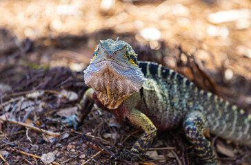Water Dragon in Brisbane, Queensland, Australia