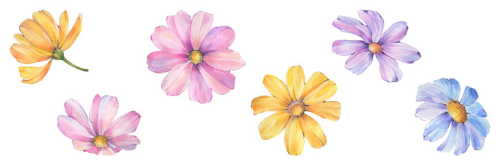 Botanical set of watercolor flowers. Drawn flowers isolated on white background. Delicate flower isolates.