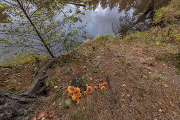 Autumn landscape with a small forest river. Cloudy weather in the forest Idyllic autumn landscape. Clean nature, ecology, seasons, environmental protection. Atmospheric and peaceful landscape