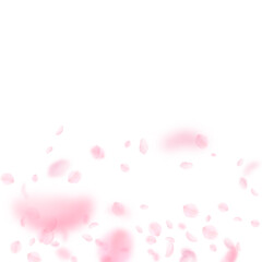 Sakura petals falling down. Romantic pink flowers gradient. Flying petals on white square background. Love, romance concept. Trending wedding invitation.