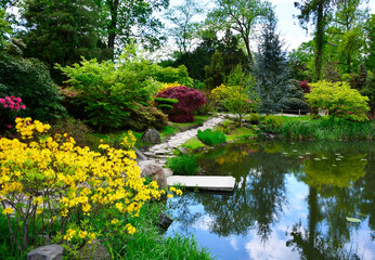 Fototapeta premium kolorowy ogród japoński nad wodą, ogród japoński, kwitnące różaneczniki i azalie, ogród japoński nad wodą, japanese garden, blooming rhododendrons and azaleas, Rhododendron, designer garden 
