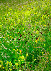 flower meadow, łąka kwietna