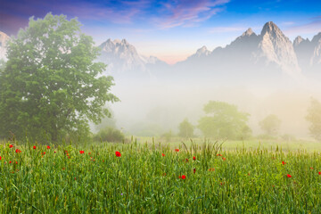 poppy field on a foggy morning. composite nature scenery with peaks of high tatra mountain ridge in the distance. rural landscape of slovakia in springtime concept