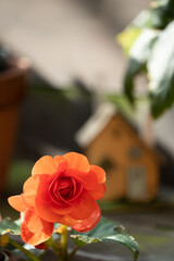 温室の花S
