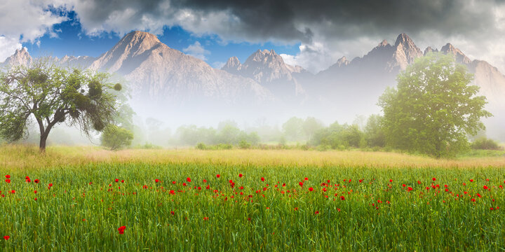 poppy field on a foggy morning. composite nature scenery with peaks of high tatra mountain ridge in the distance. rural landscape of slovakia in springtime concept