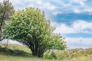 Fototapeta premium tree in spring