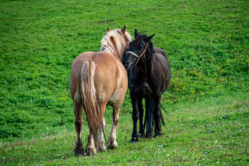 horses in the meadow, horse love