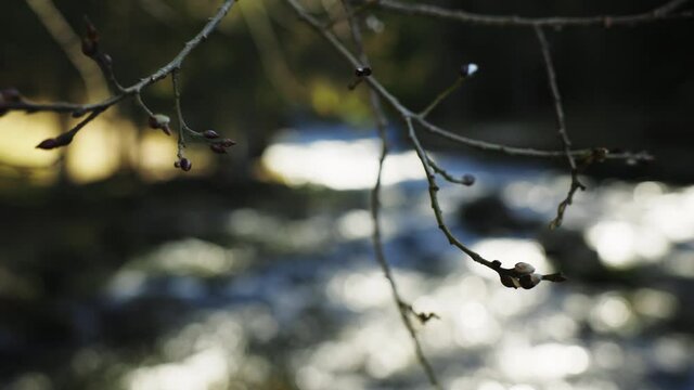 Gros plan sur une branche et ses bourgeons, et reflets de rivi&egrave;re qui coule en arri&egrave;re plan (Source du Doubs, Franche-Comt&eacute;, France)