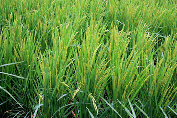 Green Rice Paddy in a rainy day