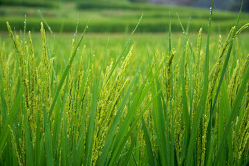 Green Rice Paddy in a rainy day
