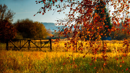 Brzoza na jesiennej łące. Birch-tree in an autumn meadow. © Bartosz Gocek