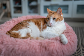 brown and white cat with yellow eyes lying on a pink bed. close up