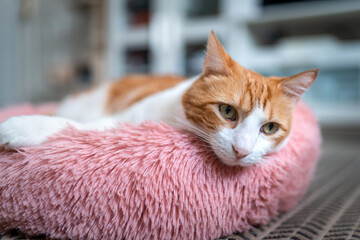 brown and white cat with yellow eyes lying on a pink bed. close up