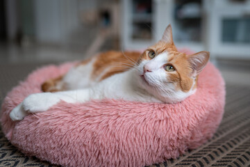 brown and white cat with yellow eyes lying on a pink bed. close up