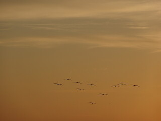 birds soaring through the sunset sky